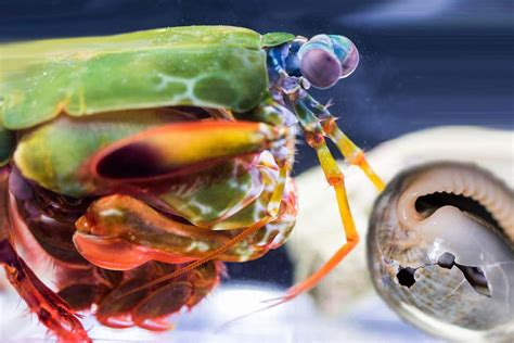 Aug 24, 2020 · The mantis shrimp is quite a fearsome foe. While they're neither shrimp nor mantis, this marine crustacean, measuring about just 10 centimetres (4 inches) long, has incredible eyes that can see cancer, and a club-like hand that can throw the fastest punches in the ocean. We're talking 23 metres per second, and creating 1,500 newtons of force ... 